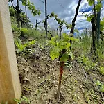 Panorama Apartmanhaz * Badacsonytomaj